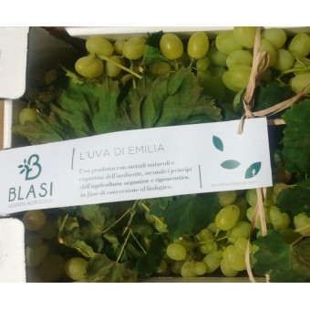 Uva Italia Organic - L'Uva di Emilia