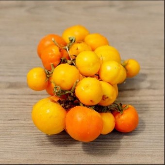 Pomodori d'Inverno da ARIDOCOLTURA