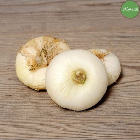 Cipolla Bianca Organic - Biodinamica Specchia
