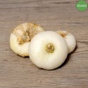 Cipolla Bianca Organic - Biodinamica Specchia
