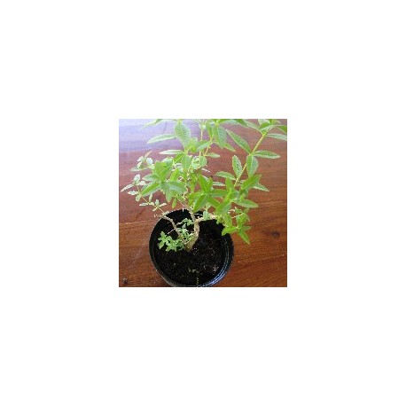 Citronella - Le Piante Aromatiche