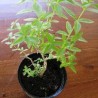 Citronella - Le Piante Aromatiche