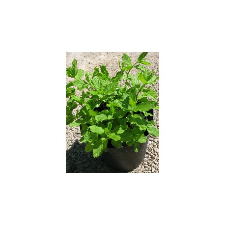 Menta Piperita - Le Piante Aromatiche