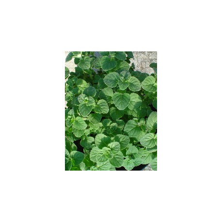 Mentuccia - Le Piante Aromatiche