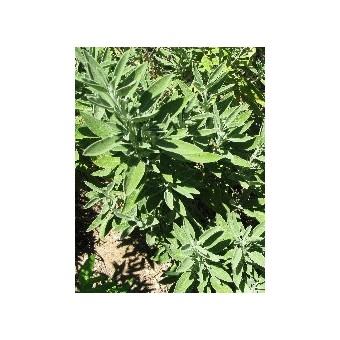 Salvia - Le Piante Aromatiche