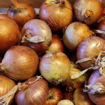 Cipolla Dorata Organic - Biodinamica Specchia