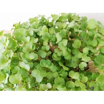 Micro ortaggi (Rucola) - Fidolio