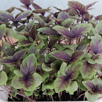 Micro ortaggi (Basilico Violetto) - Fidolio