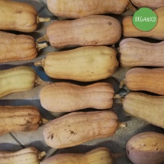Zucca Violina Rugosa - Tenute Gervasi Agricoltura Naturale