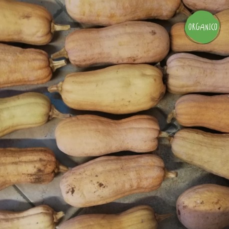 Zucca Violina Rugosa - Tenute Gervasi Agricoltura Naturale