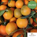 Clementine Organic - Tenute Convertino