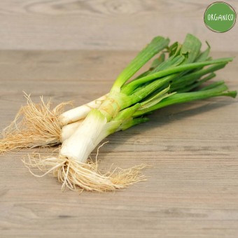 Cipollotto ORGANIC