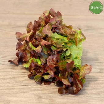Insalata Canasta Rossa Organic