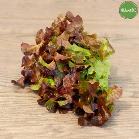 Insalata Canasta Rossa Organic