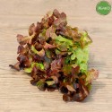 Insalata Canasta Rossa Organic Insalata Canasta Rossa Organic