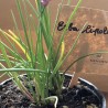 Erba Cipollina - Le Piante Aromatiche