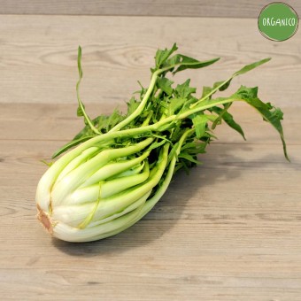 Cicorie di Galatina ORGANIC