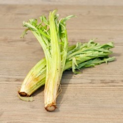 Cardo Comune Organico...