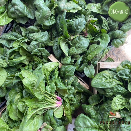 gli spinaci di passalorto gli spinaci di passalorto
