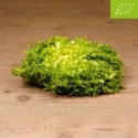 Insalata Riccia Organic - Orto Perfetto