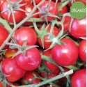 Pomodori Ciliegino - Azienda Agricola Calcagnile Pomodori Ciliegino - Azienda Agricola Calcagnile