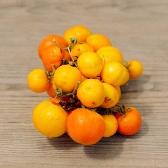 Pomodori d'Inverno da ARIDOCOLTURA